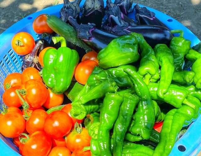 見た目は少しふぞろい？訳あり野菜が生まれる理由とは